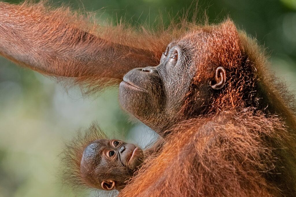 Orang Utan Mutter mit Baby fotografiert auf einer Fotoreise in Borneo von Benny Rebel