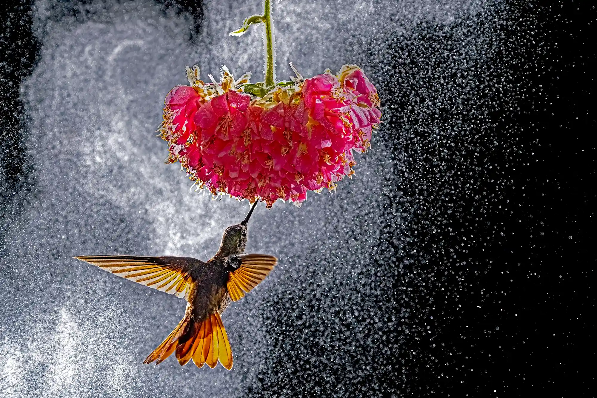 Ein Kolibri fotografiert im Urwald in Brasilien bei einem Fotoworkshop auf einer Fotoreise von Benny Rebel.