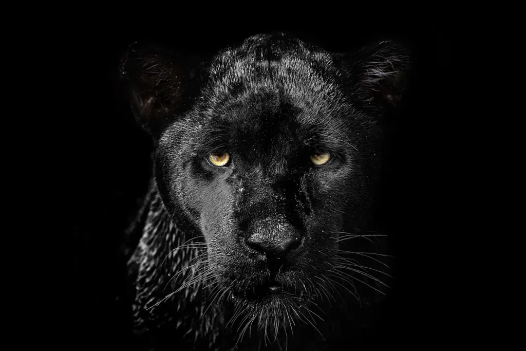 Schwarzer Panther fotografiert in Brasilien von Benny Rebel auf einer Fotoreise. Portrait von einem Black Panther.