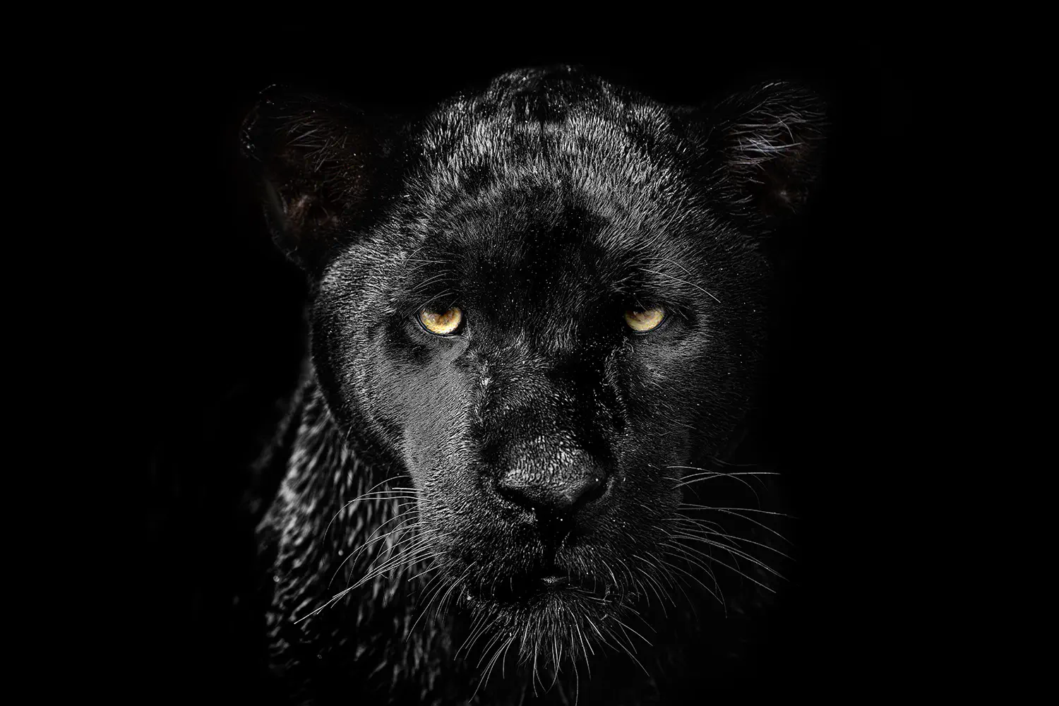 Schwarzer Panther fotografiert in Brasilien von Benny Rebel auf einer Fotoreise. Portrait von einem Black Panther.