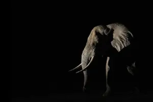 Ein Elefant wurde in der Nacht im Licht einer Taschenlampe bei einem Fotoworkshop von Benny Rebel auf einer Fotoreise in Sambia aufgenommen.