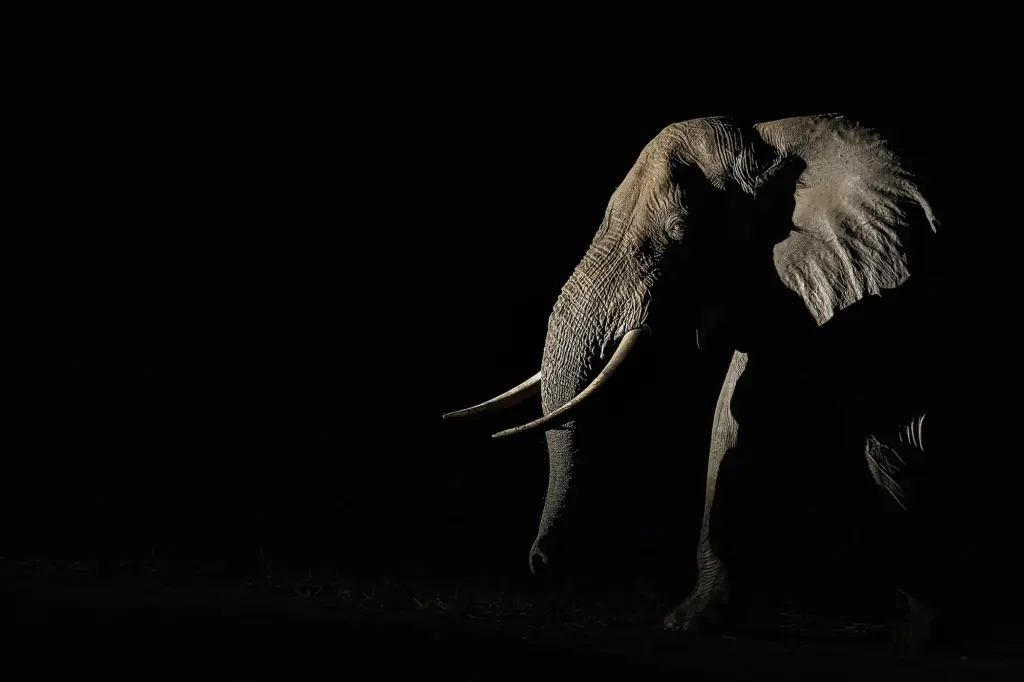 Ein Elefant wurde in der Nacht im Licht einer Taschenlampe bei einem Fotoworkshop von Benny Rebel auf einer Fotoreise in Sambia aufgenommen.