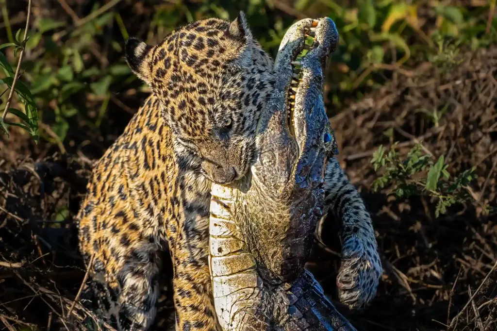 Jaguar tötet einen Kaiman in Brasiliens Pantanal. Fotografiert auf einer Fotoreise von Benny Rebel Fotosafaris.