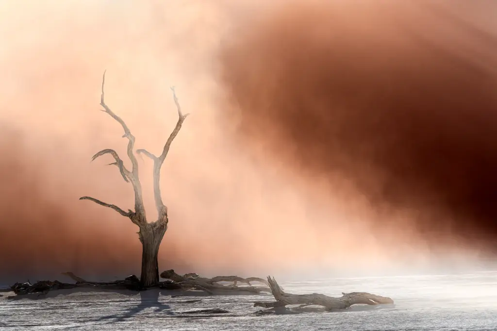 Toter Baum im Deadvlei während eines Sandsturms in der Namibwüste, aufgenommen auf einer Fotoreise in Namibia – dramatische Landschaftsfotografie im Staub und Licht.