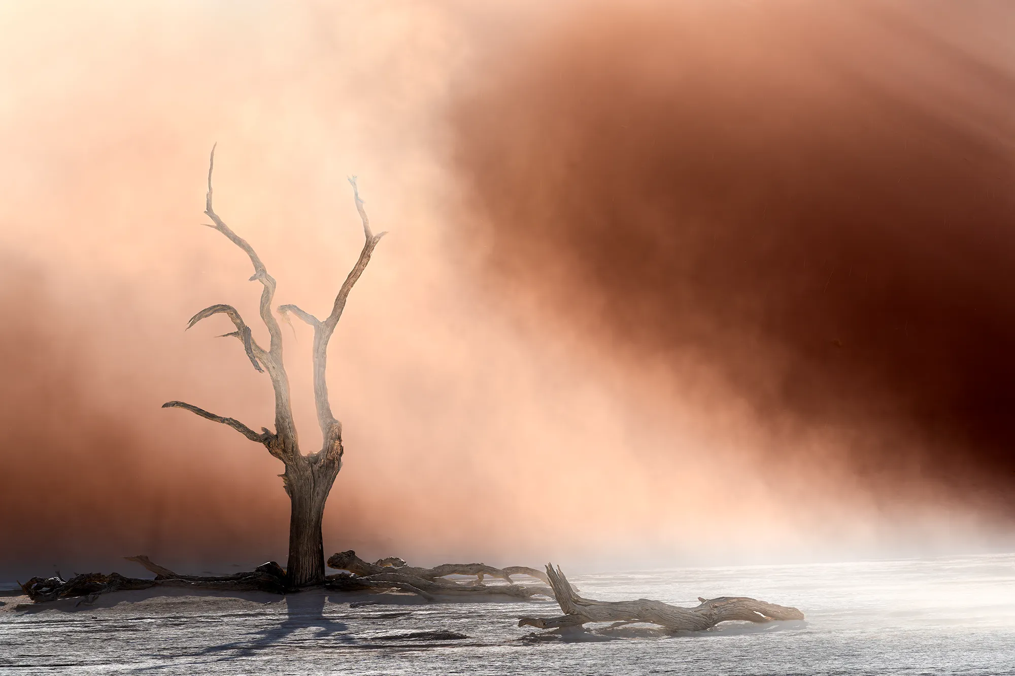 Toter Baum im Deadvlei während eines Sandsturms in der Namibwüste, aufgenommen auf einer Fotoreise in Namibia – dramatische Landschaftsfotografie im Staub und Licht.