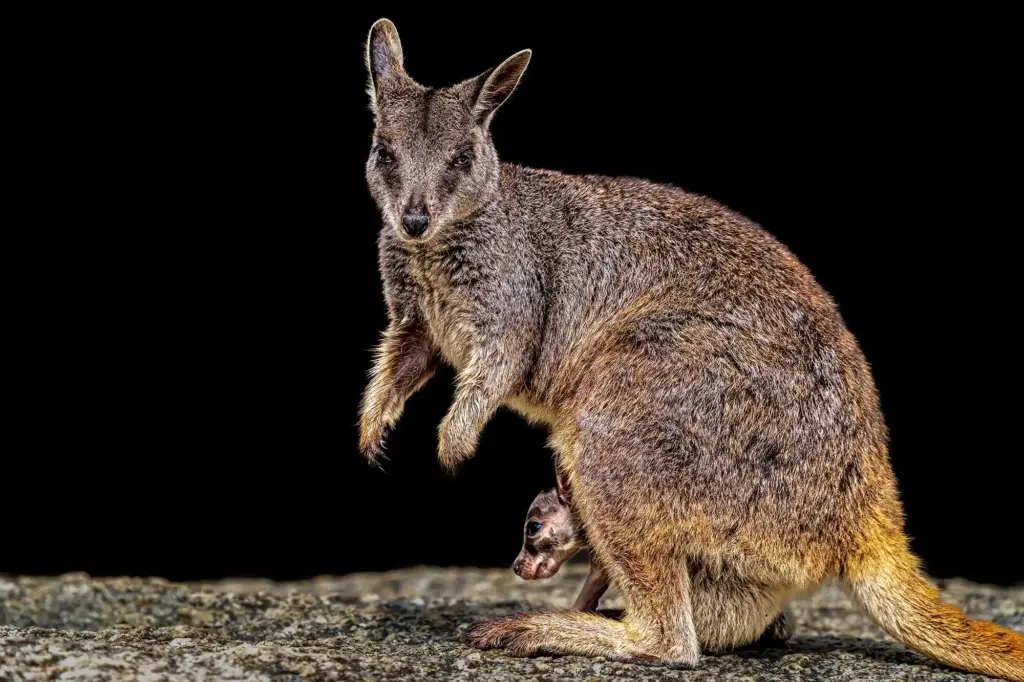 Magische Begegnungen mit Wallabies und Kängurus in Australien – hautnah erlebt auf einer unvergesslichen Fotoreise mit Benny Rebel.