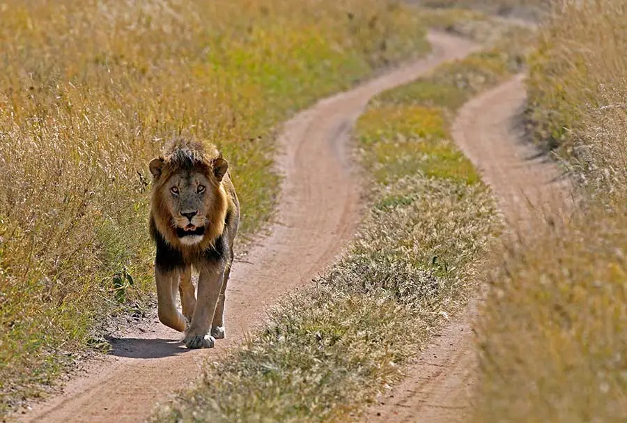 Fotoreise_Fotosafari_Fotoworkshop_Benny-Rebel_Afrika_Tansania_047b_Loewe_webp