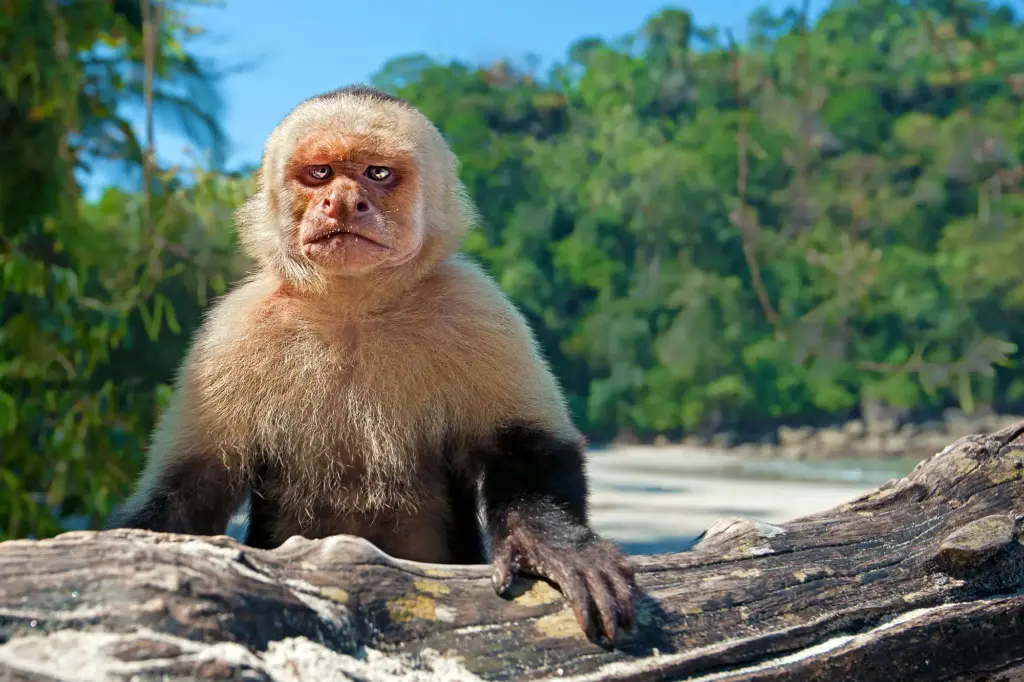 Weißschulter-Kapuzineraffe aus nächster Nähe mit Weitwinkel fotografiert, mit ausdrucksstarkem, leicht verärgertem Blick im Regenwald Costa Ricas.
