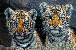 Zwei neugierige Tiger-Babys blicken während einer professionellen Fotoreise / Fotosafari direkt in die Kamera.