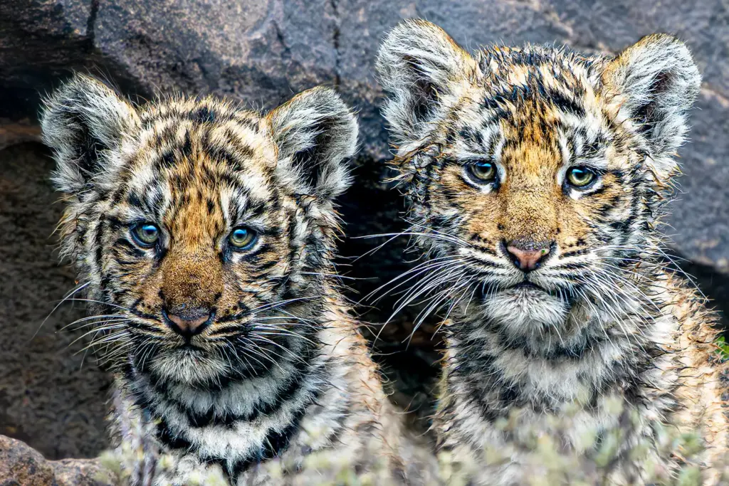 Tiger-Babys fotografiert auf einer Fotoreise von Benny Rebel