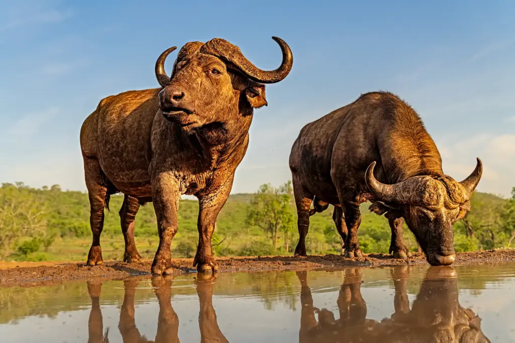 bueffel trinken wasser an einem wasserloch an einem unterirdischen fotoversteck. fotografiert auf einer fotoreise mit benny rebel fotosafaris.
