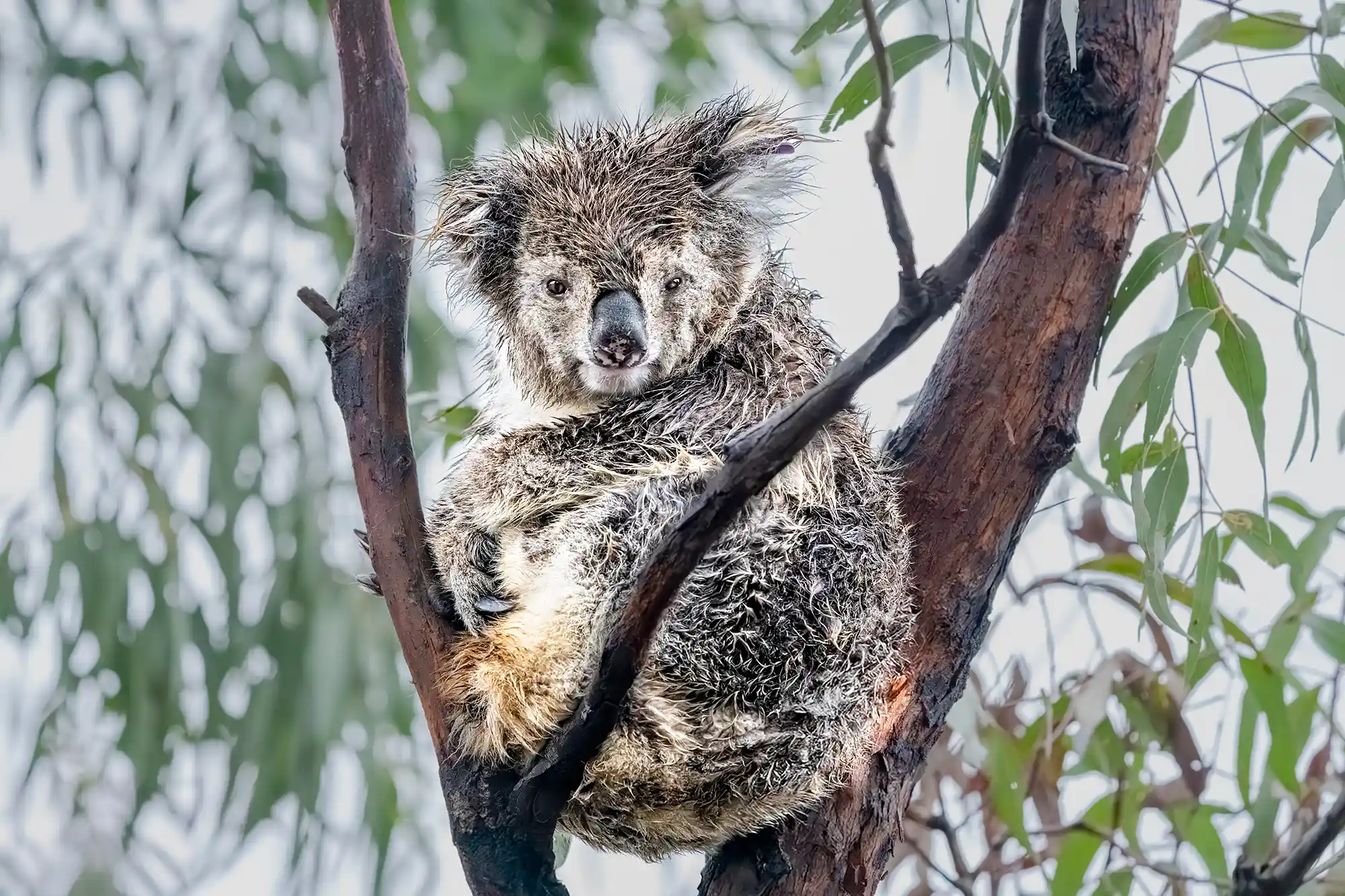Ein kranker Koala fand Hilfe und neue Kraft. Ein Bild unserer Australien-Fotoreise erinnert daran, dass jeder Montag ein Neuanfang sein kann.