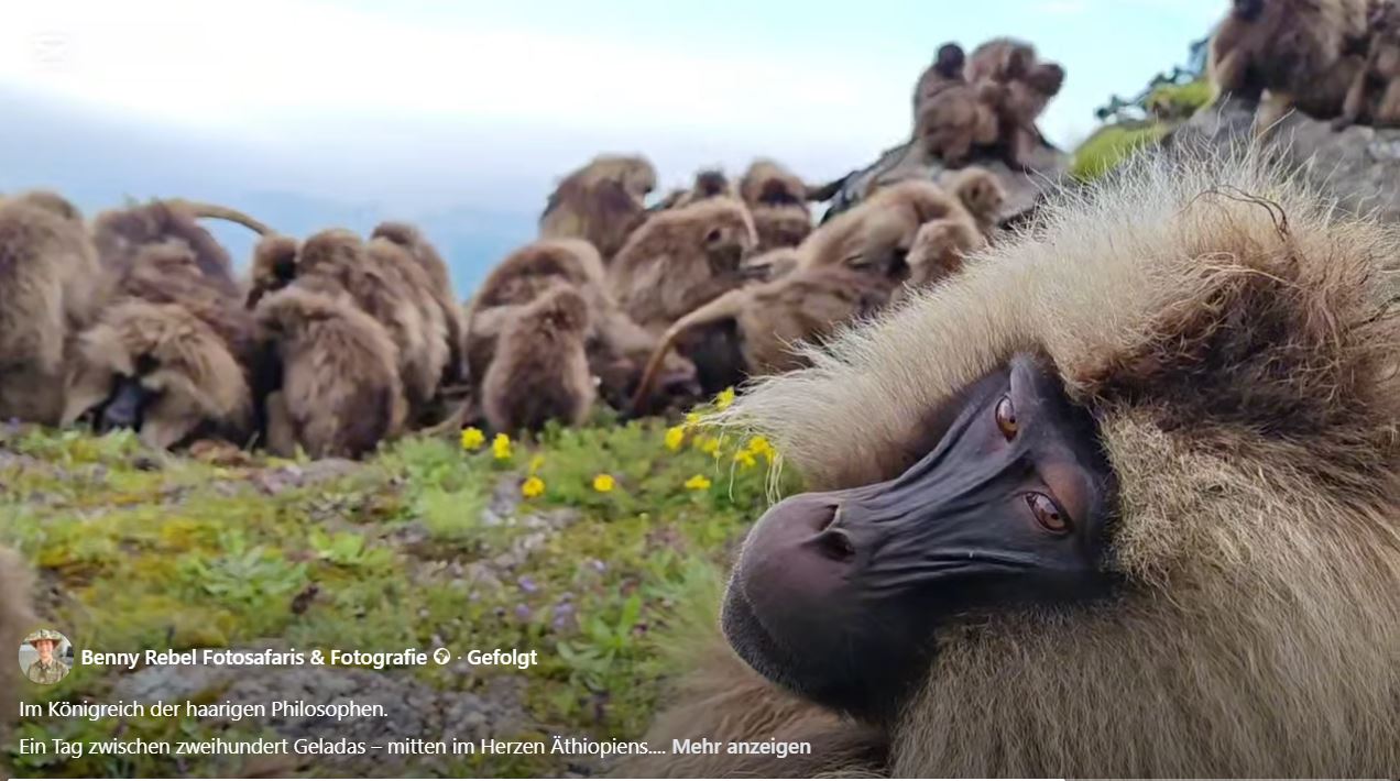 Heute durften wir Teil ihres friedlichen Königreichs sein. Zwei riesige Familien mit jeweils über zweihundert Mitgliedern – Kinder, Mütter, Patriarchen und neugierige Teenager – haben uns empfangen, als gehörten wir schon immer dazu.