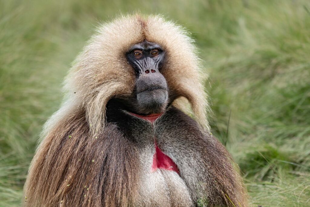 Fotoreise mit Benny Rebel Fotosafaris GmbH aus Hannover. Fotoreise durch die Wildnis Äthiopiens. Fotoworkshop und Naturfotografie.