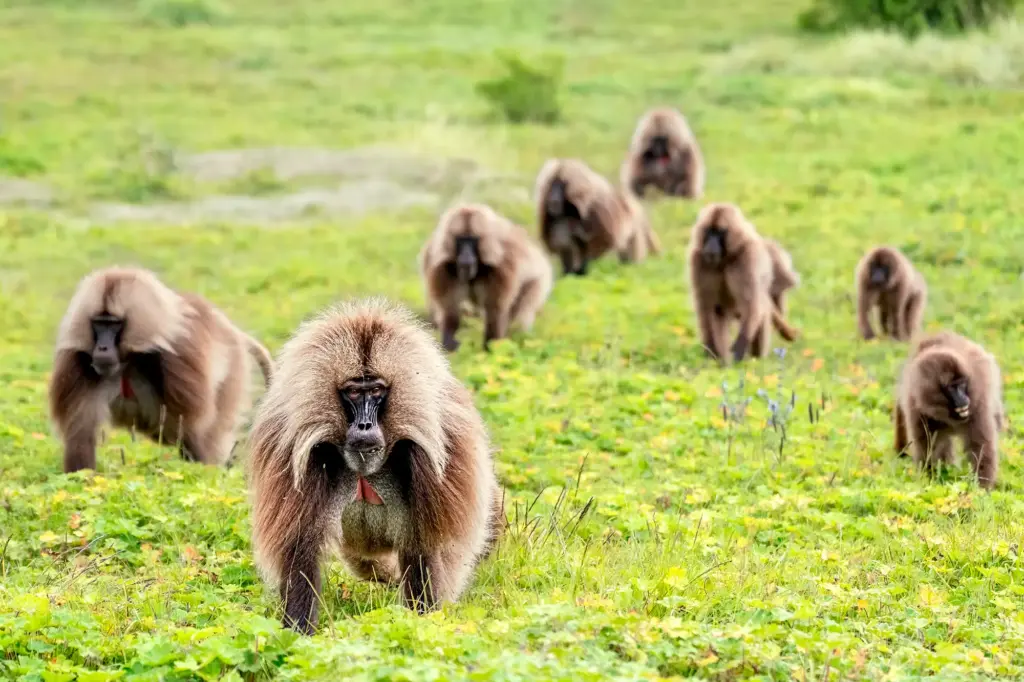 Geladas in den Semienbergen Äthiopiens fotografiert auf einer Fotoreise von Benny Rebel Fotosafaris.