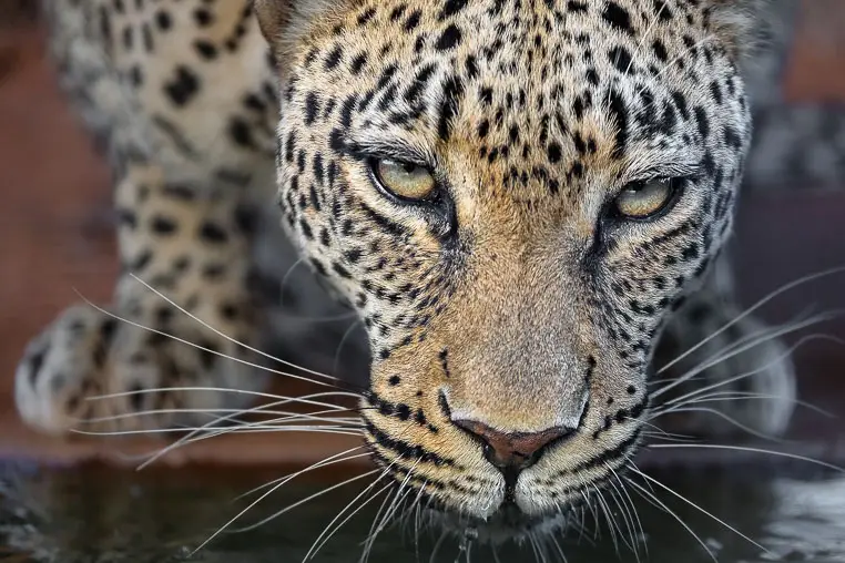 Leopard trinkt Wasser und wurde fotografiert von Benny Rebel auf einer Fotoreise.