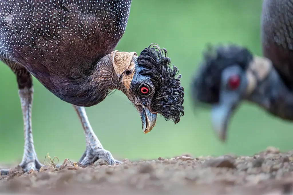 Fotoreise.Humorvoller Blick auf das Schopfperlhuhn in Südafrika: selten, charmant, mit wilder Frisur. Fotografiert aus einem unterirdischen Versteck auf Fotosafari.