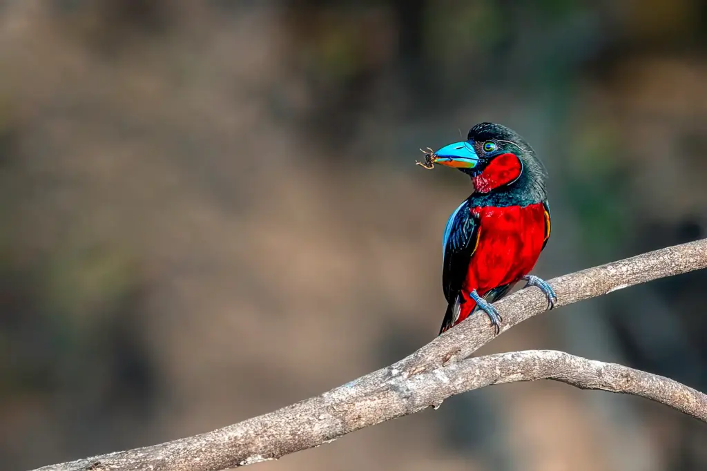 Der schwarz-roten Breitschnabel wurde auf einer Fotoreise auf Borneo von Benny Rebel fotografiert.