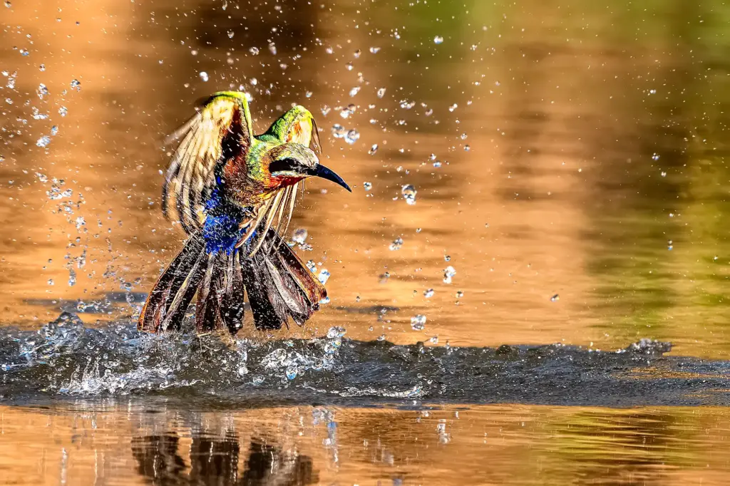 Ein Bienenfresser badet im Wasser des Sambesi - fotografiert von Benny Rebel auf einer Fotosafari in Sambias Lower Zambezi.