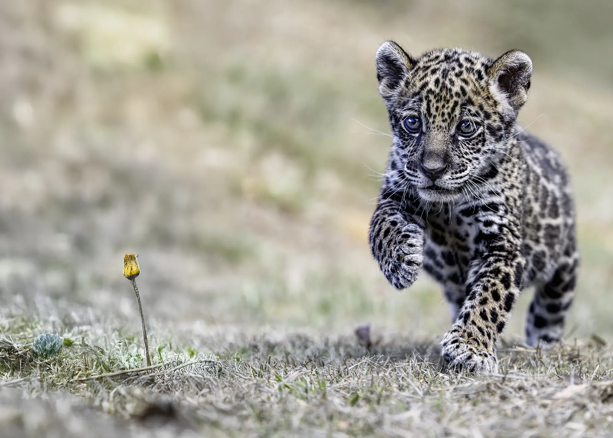 Ein Baby-Jaguar wurde auf von Benny Rebel auf einer Fotoreise in Brasilien fotografiert.