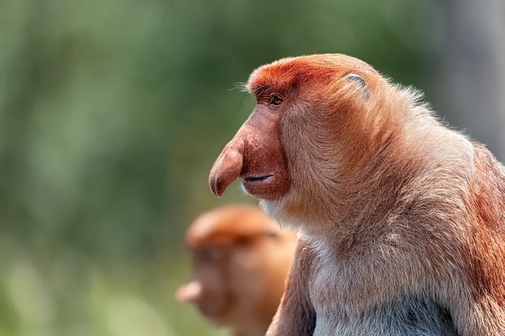 Ein Nasenaffe wurde auf einer Fotosafari auf Borneo von Benny Rebel fotografiert.