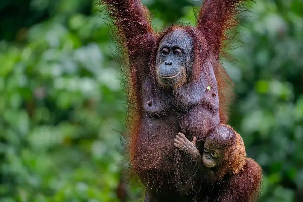 Ein intimer Moment fotografiert auf einer Fotoreise im Regenwald Borneos: Orang-Utah-Mutter und Baby im nassen Fell – ein emotionales Porträt der Wildnis. Fotosafari Borneo.