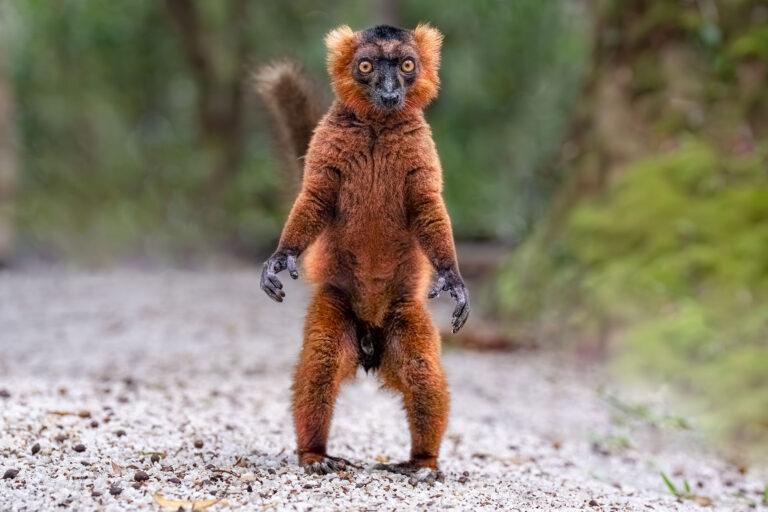 Ein Lemur schaut in die Kamera auf den Füssen stehend und fotografiert von Benny Rebel auf einer Fotoreise auf Madagaskar.