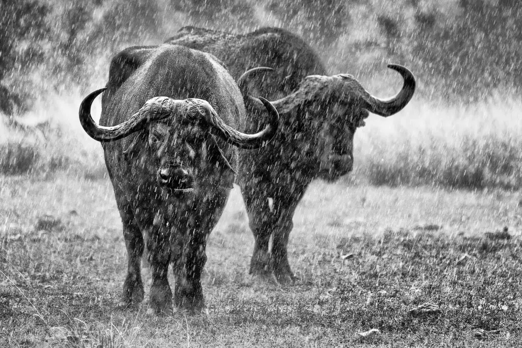 Zwei afrikanische Büffel ziehen bei starkem Regen durch die offene Savanne. Die fallenden Regentropfen erzeugen Dynamik und Dramatik und verleihen der Szene eine ruhige, kraftvolle Stimmung.