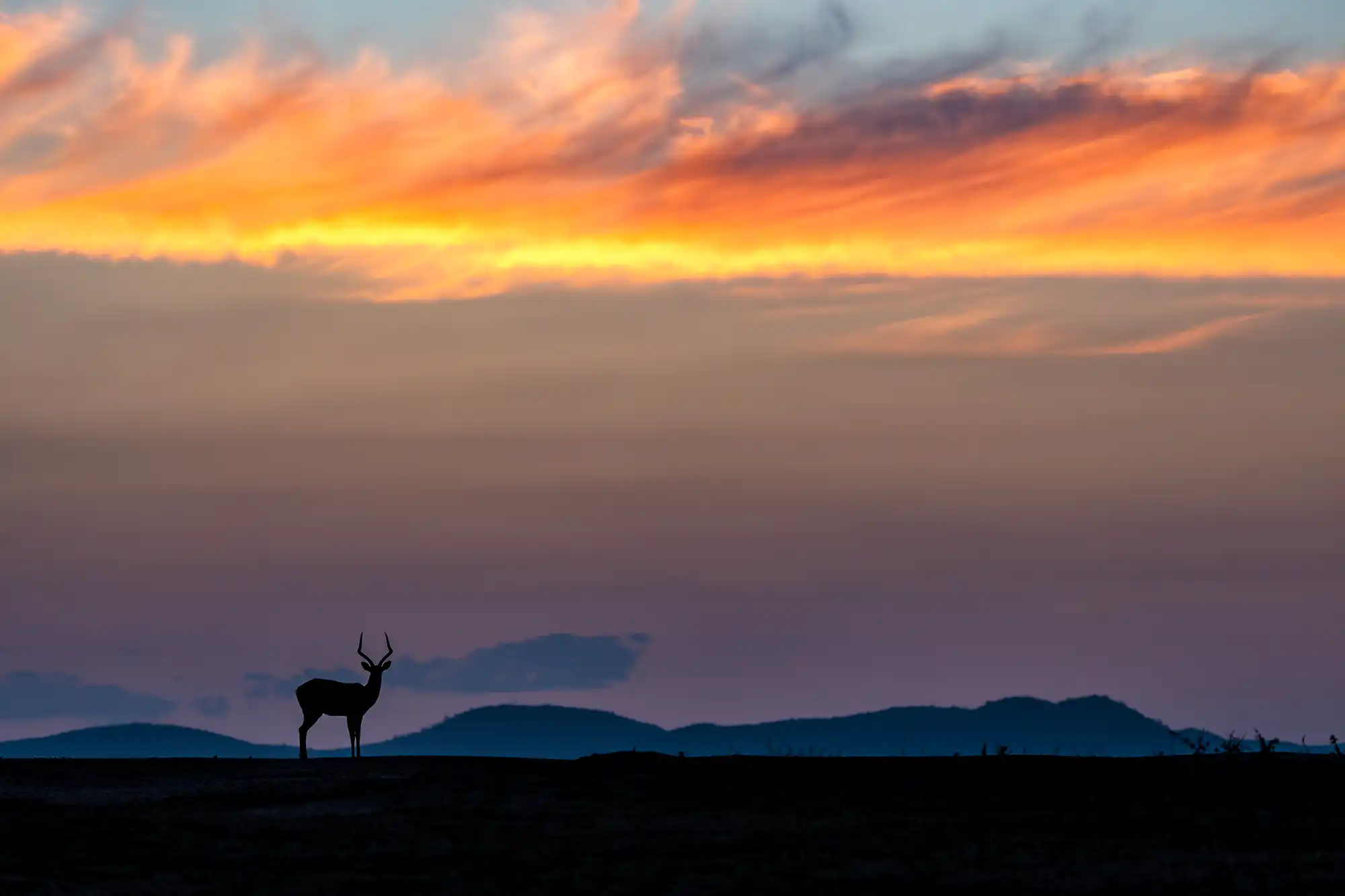 Ein Impala-Bock steht als klare Silhouette auf einer weiten Ebene im Lower-Zambezi-Nationalpark in Zambia, fotografiert während einer Fotoreise bei Sonnenaufgang mit dramatischem Himmel und ruhiger Landschaft.