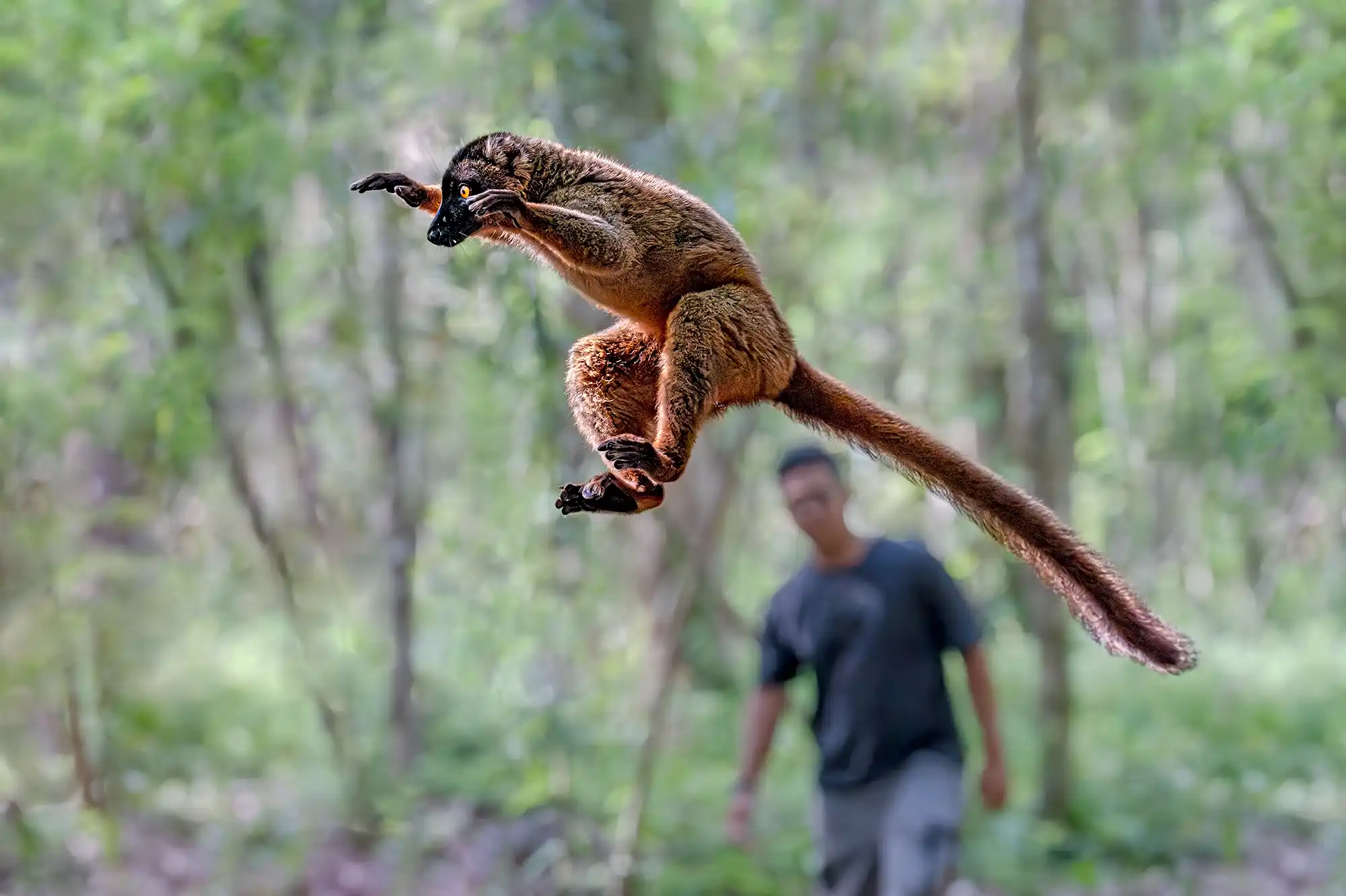 Ein springender Lemur wurde auf einer Fotoreise von Benny Rebel auf Madagaskar fotografdiert.