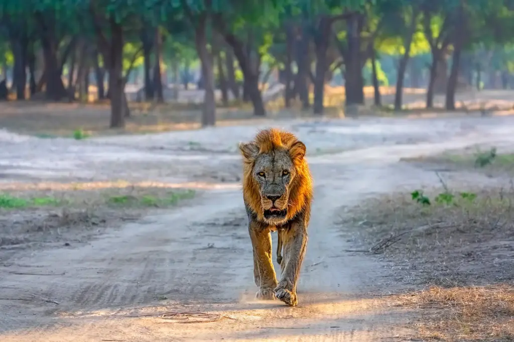 Ein männlicher Löwe läuft frontal auf einer sandigen Piste durch den Wald des Lower-Zambezi-Gebiets. Das weiche Morgenlicht betont Mähne, Blick und Bewegung und macht diese Szene zu einem Sinnbild für Tierfotografie auf einer intensiven Fotosafari in Afrika.