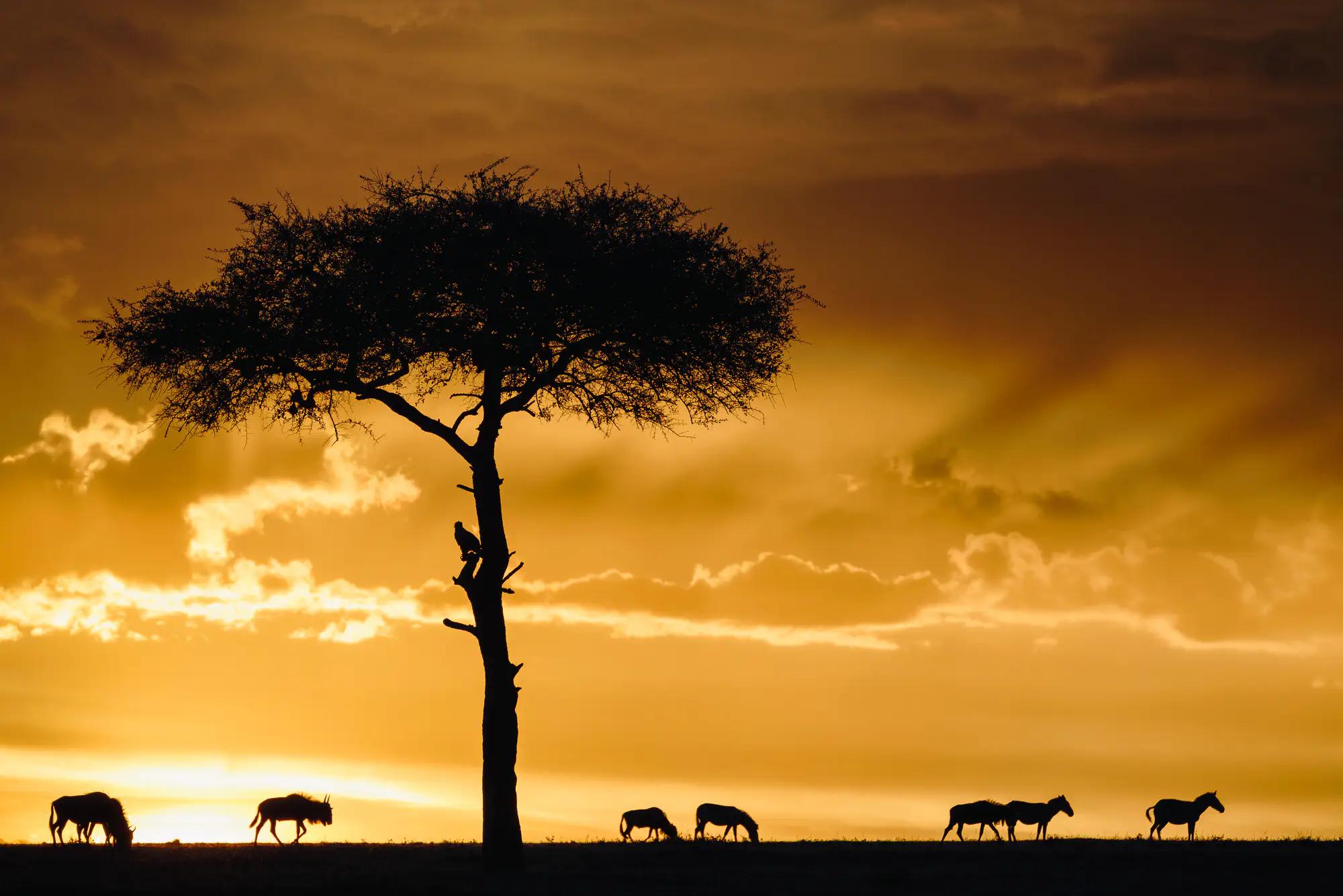 Ein afrikanischer Sonnenuntergang taucht den Himmel in tiefes Rotorange und warmes Gold. Vor diesem leuchtenden Hintergrund zeichnet sich die Silhouette eines einzelnen Akazienbaums ab. Davor bewegen sich Zebras und Gnus ruhig durch die Savanne, ihre dunklen Konturen wirken fast zeitlos. Die warmen Farben des Himmels schenken dem Bild eine stille Kraft und ein Gefühl von Geborgenheit, Fröhlichkeit und innerer Wärme – wie ein sanfter Gruß aus Afrika in die kalte Winterzeit Europas.