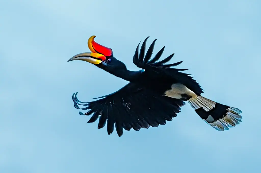 Ein fliegender Rhinozeroshornvogel wurde von Benny Rebel auf einer Fotoreise durch Borneo fotografiert.