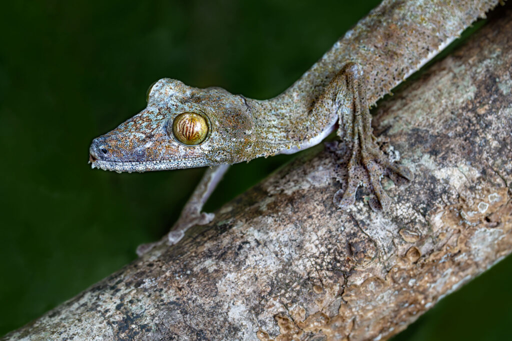 Blattschwanzgeko fotografiert auf einer Fotoreise durch Madagaskar von Benny Rebel