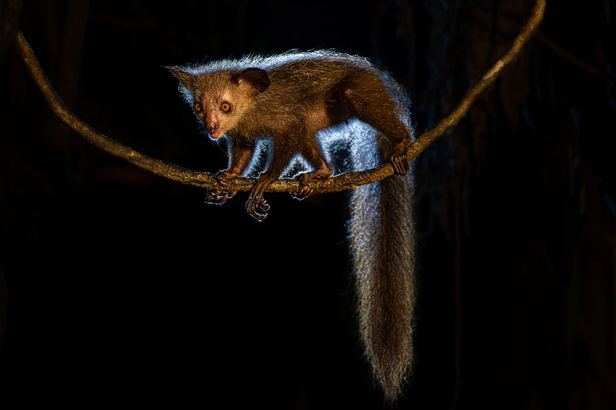 Das Fingertier wurde auf einer Fotosafari durch Madagaskar in der Nacht von Benny Rebel fotografiert.