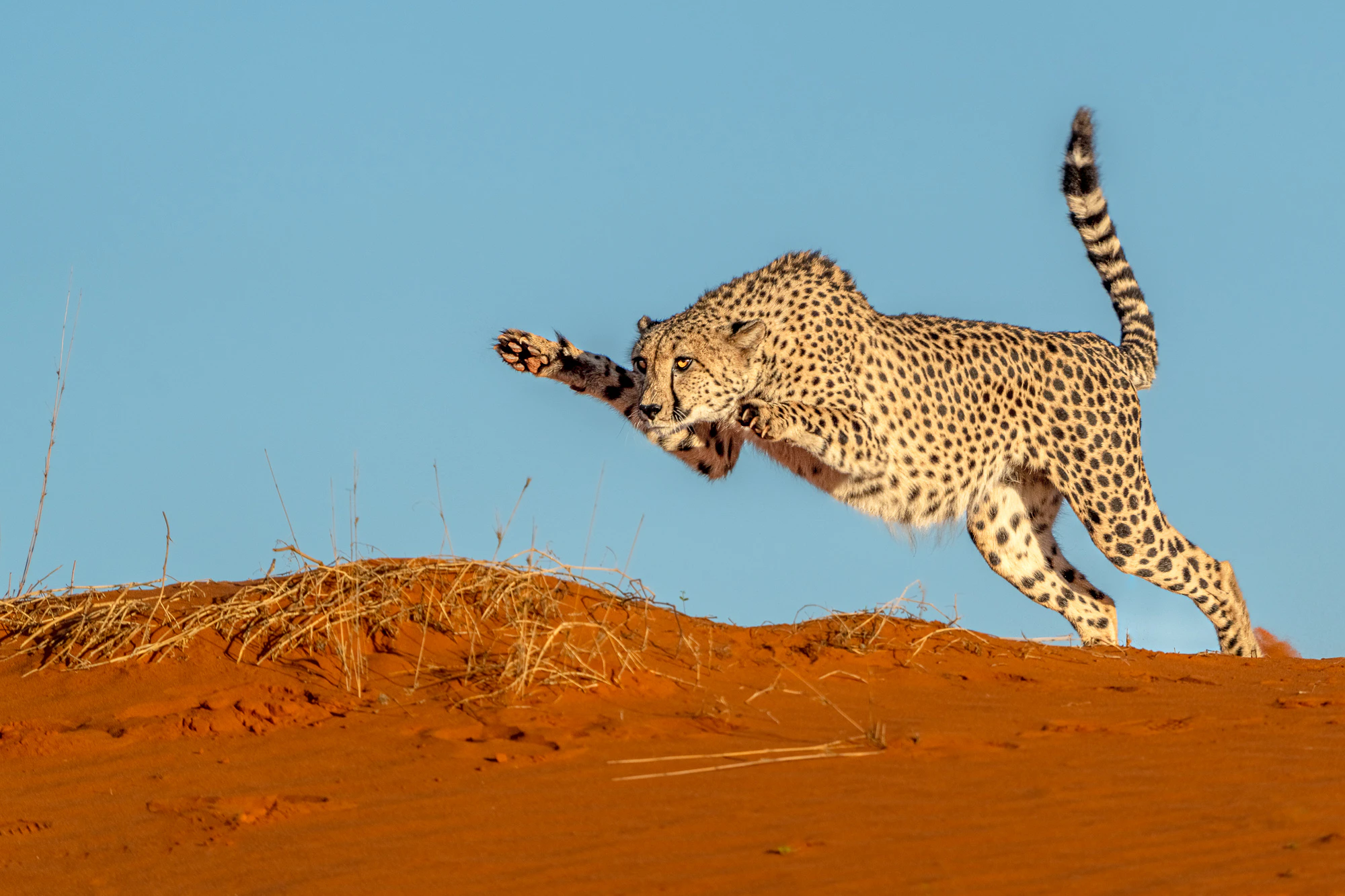 Sprintender Gepard in der afrikanischen Wildnis, aufgenommen während einer Fotosafari. Das Bild zeigt Dynamik, Kraft und Entschlossenheit vor warmem Wüstenboden und klarem Himmel.