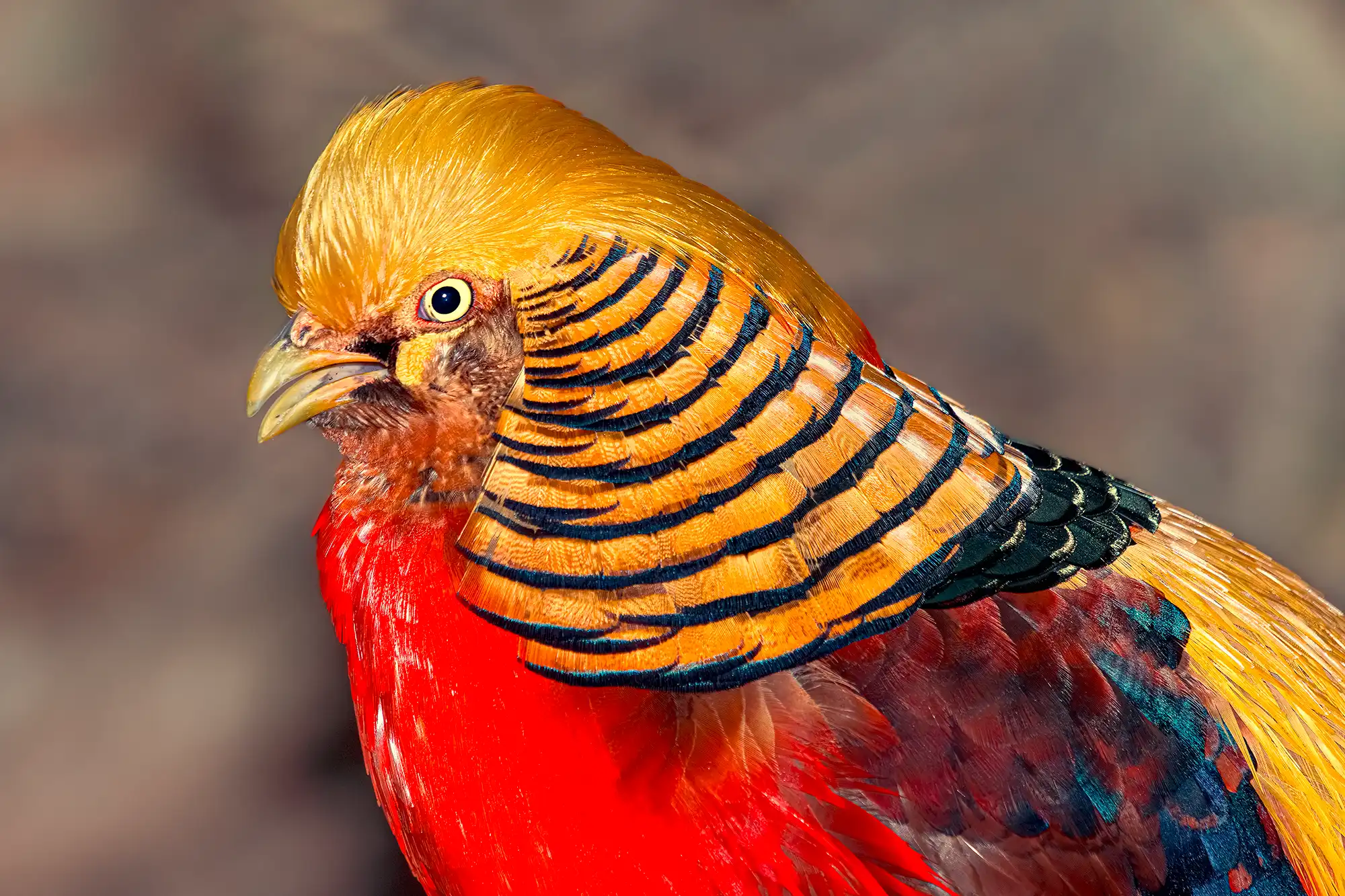 Fotoreise China - Goldfasan fotografiert von Benny Rebel.