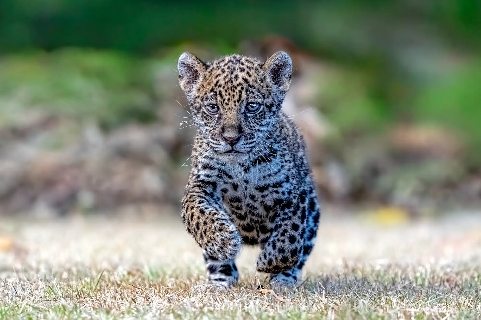 Ein junges Jaguar-Baby läuft neugierig über eine helle Grasfläche in Brasilien, mit weichem Licht, ruhigem Hintergrund und intensivem Blick direkt in die Kamera.