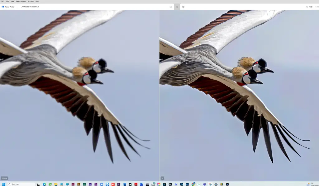 Screenshot aus der Bildbearbeitungssoftware: links die stark unscharfe Originalaufnahme zweier fliegender Kronenkraniche, rechts das von KI geschärfte Ergebnis.