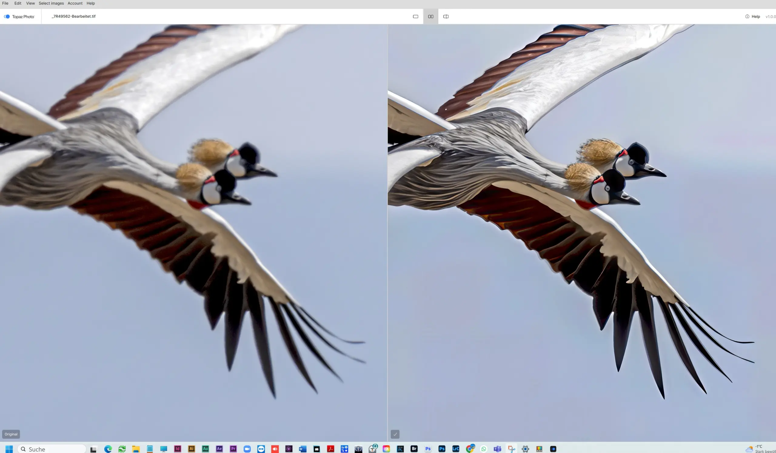 Screenshot aus der Bildbearbeitungssoftware: links die stark unscharfe Originalaufnahme zweier fliegender Kronenkraniche, rechts das von KI geschärfte Ergebnis.