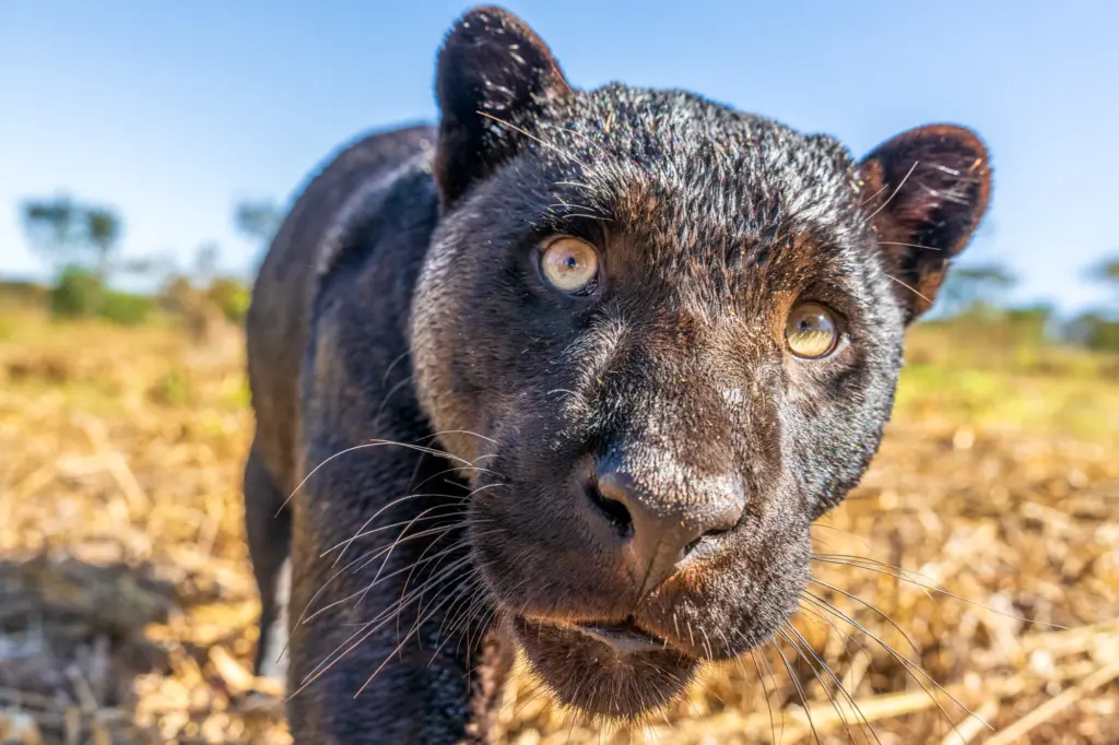 Ein schwarzer Panther in Brasilien, mit Weitwinkel aus geringer Distanz fotografiert von Benny Rebel – eine seltene und intime Begegnung.