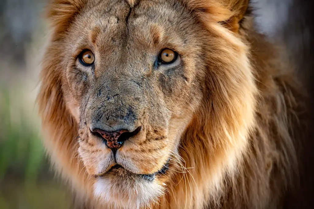 Frontale Nahaufnahme eines Löwenkopfs mit intensiven, bernsteinfarbenen Augen aus kurzer Distanz fotografiert.