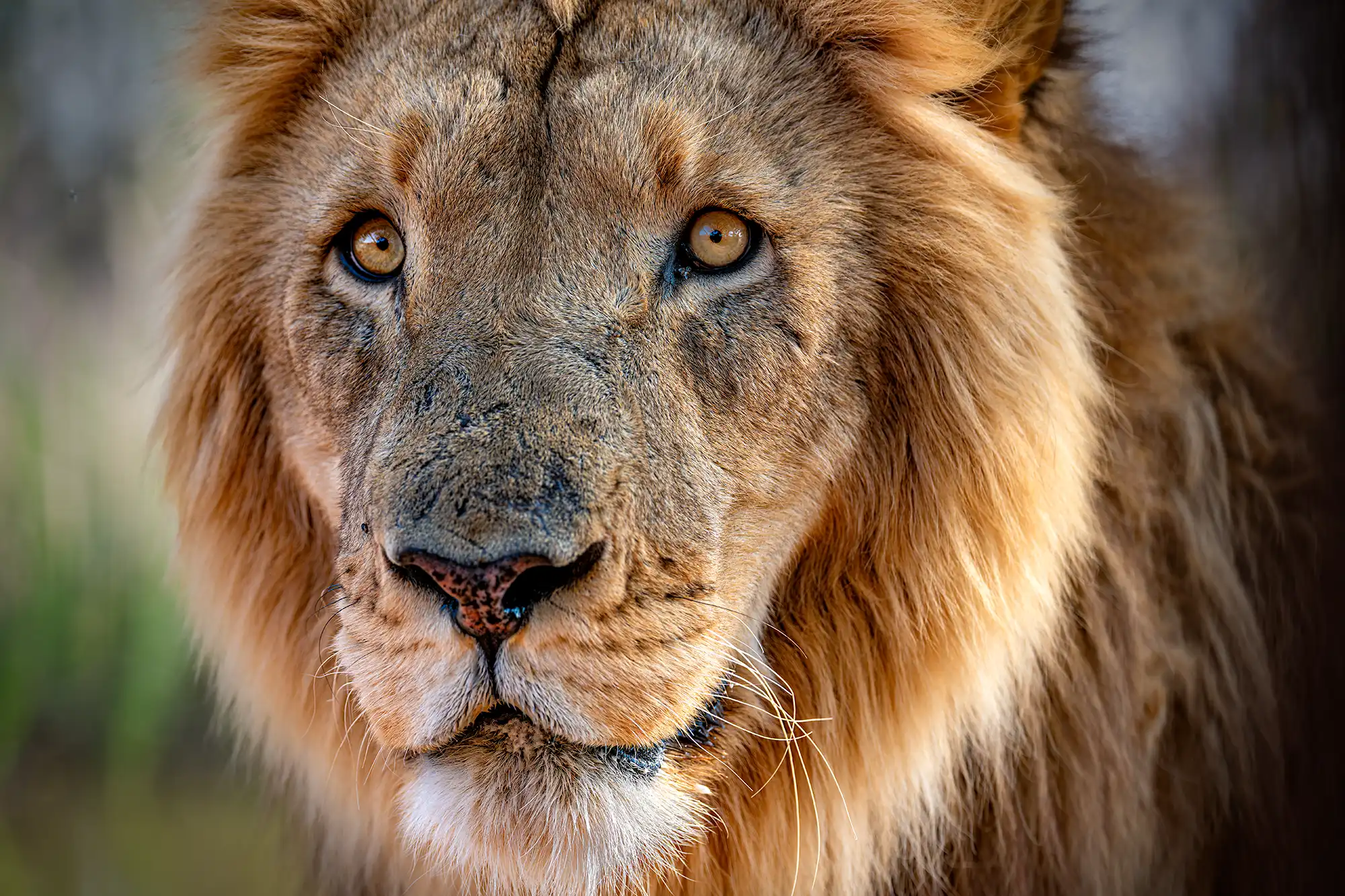 Frontale Nahaufnahme eines Löwenkopfs mit intensiven, bernsteinfarbenen Augen aus kurzer Distanz fotografiert.