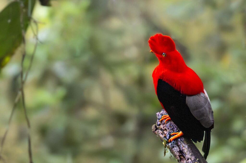 Andenfelsenhahn fotografiert auf einer Fotoreise von Benny Rebel in Ecuador.