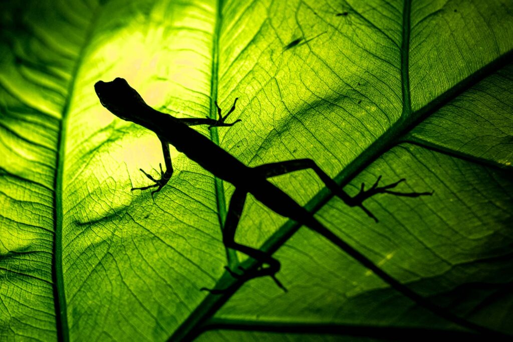 Fotoreise Galapagos + Fotosafari Ecuador mit Benny Rebel Fotosafaris GmbH.