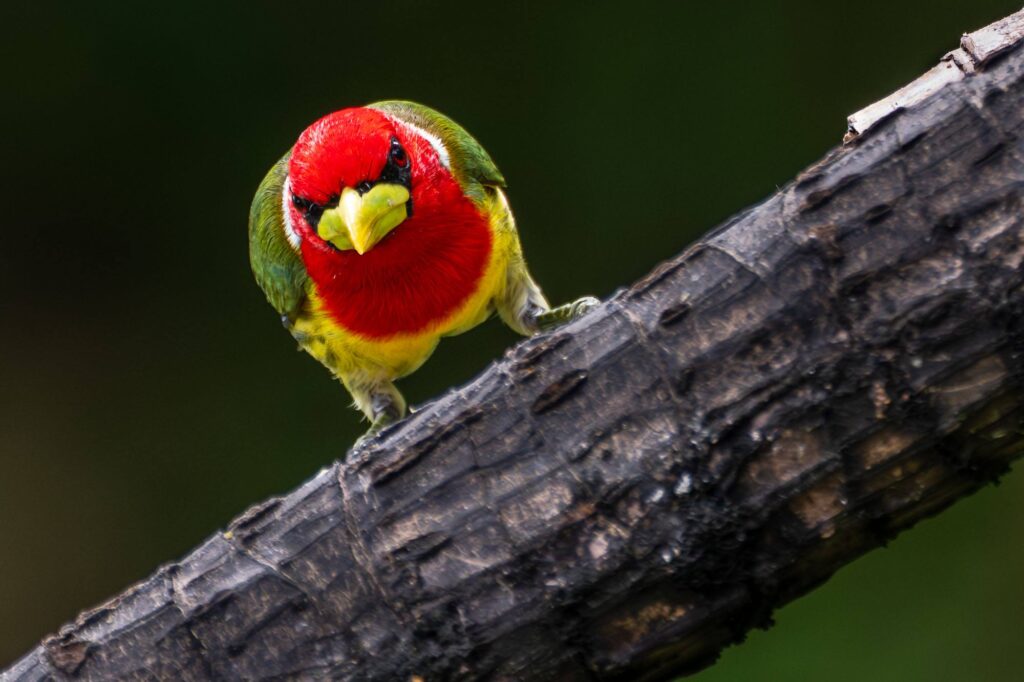 Fotoreise Galapagos + Fotosafari Ecuador mit Benny Rebel Fotosafaris GmbH.