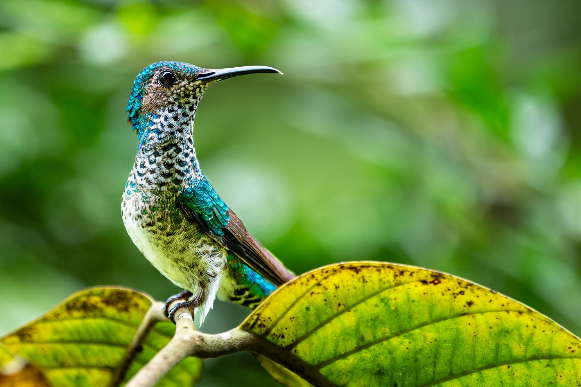 Fotoreise Galapagos + Fotosafari Ecuador mit Benny Rebel Fotosafaris GmbH.