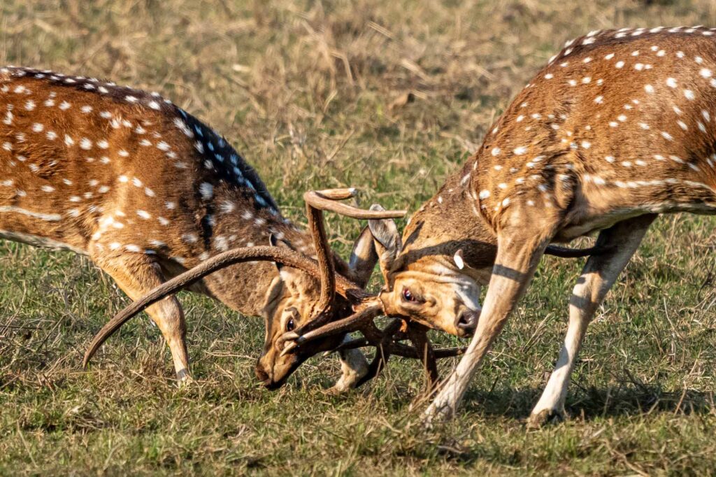 Plötzlich: Auftritt des Bösewichts! Ein anderer Hirschbulle kommt um die Ecke. Der Typ hat wohl zu viel Testosteron gefrühstückt und fordert den Familienoberhaupt heraus.