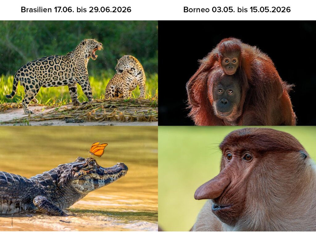 Werbung für die Brasilien- und Borneo-Fotosafaris