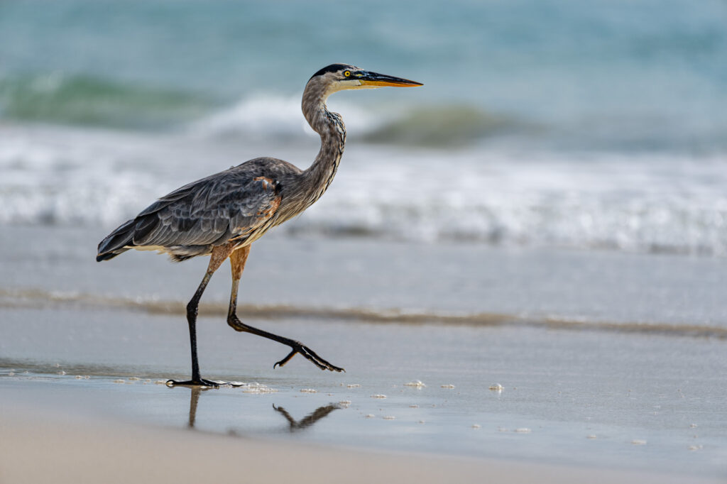 Fotoreise Galapagos + Fotosafari Ecuador mit Benny Rebel Fotosafaris GmbH.